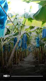 Chiquita Brands deja Panamá y golpea su economía